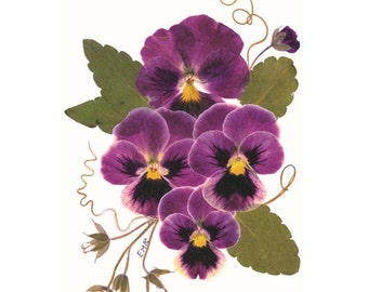 Pansies, Pressed Flower Cards, Set of 6 Printed Notecards - -#050