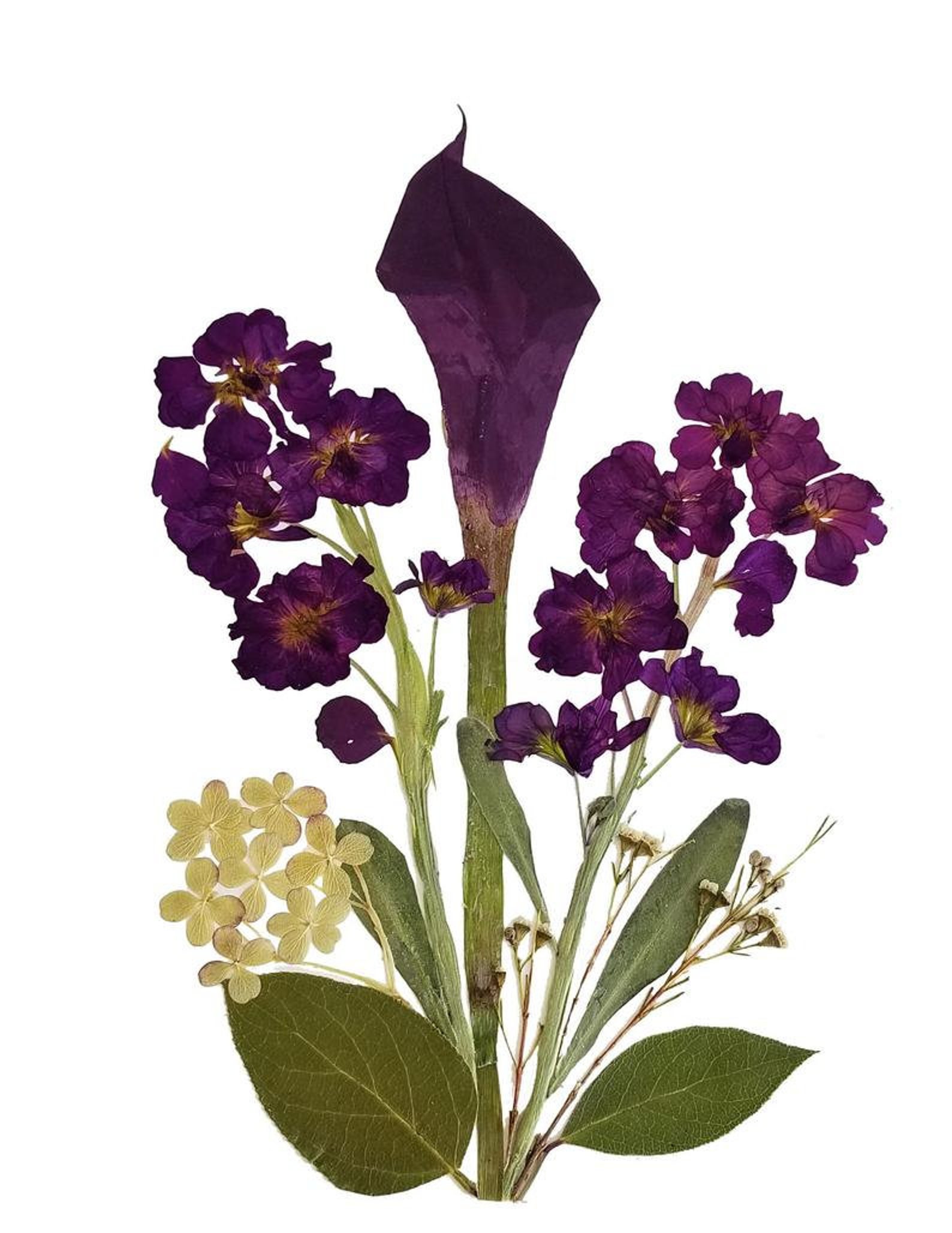 Set of 6 Printed Pressed Flower Cards - 6 Assorted Folded Notecards ...