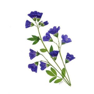6 tarjetas de flores prensadas - Escalera de Jacob - Flores prensadas - conjunto de 6 tarjetas de notas impresas - #046