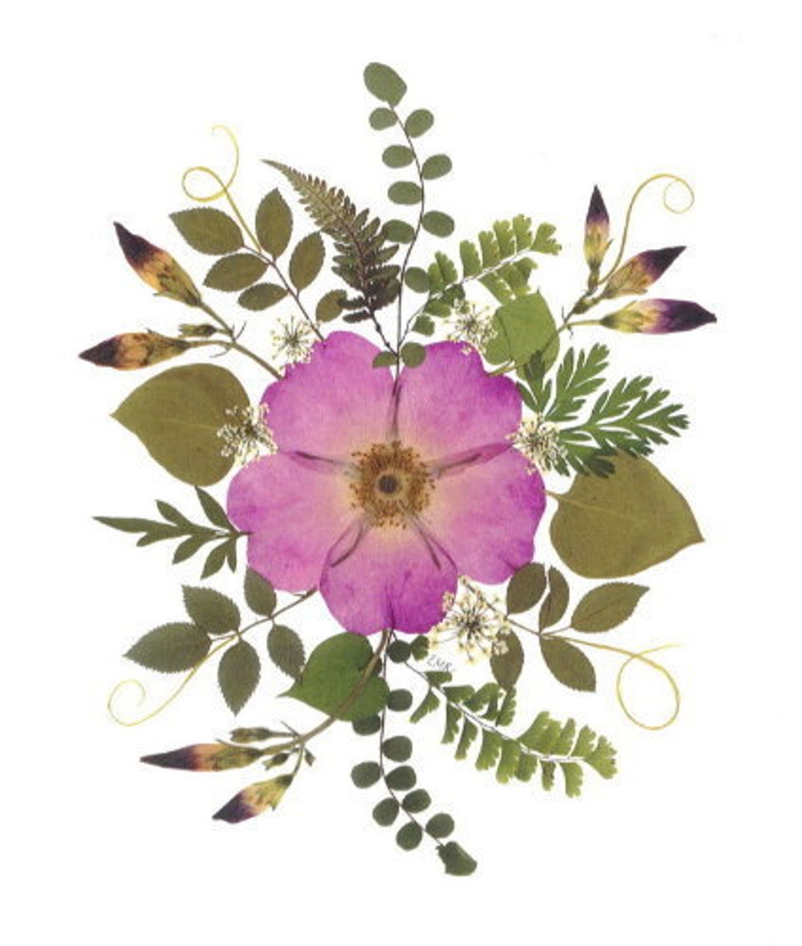 Pressed Flower Cards Set of 6 Printed Notecards 133 Etsy