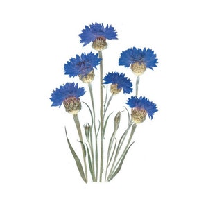Ensemble de 6 cartes de fleurs pressées - Boutons Bachelor - Notescards #002