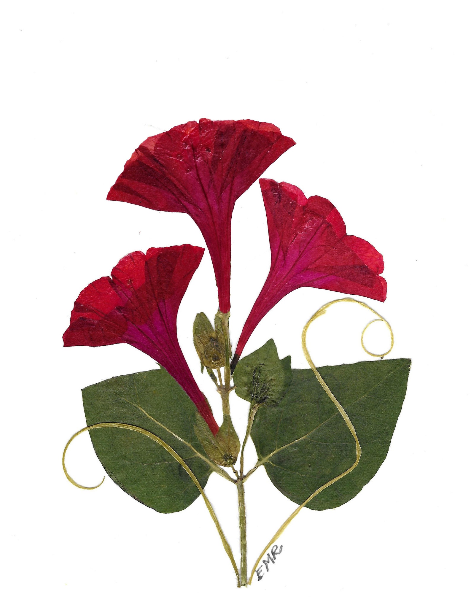 Set of 6 Pressed Flower Cards - Printed Notecards - Stationery Set ...