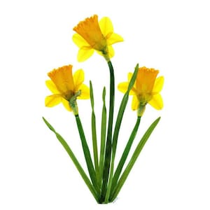 Lot de 6 cartes de correspondance fleurs pressées imprimées jonquille - - #071