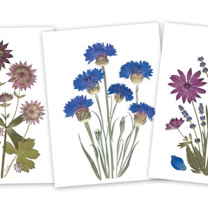 6 tarjetas de flores prensadas - Conjunto de 6 tarjetas de notas impresas - Flores prensadas de Vermont - #053