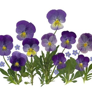 Spring Flowers - 6 Pressed Flower Cards - Printed Notecards Blank ...