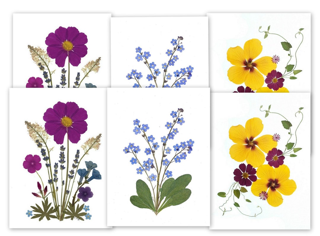 6 Pressed Flower Cards - Set of 6 Printed Notecards - #99 - Cosmos ...