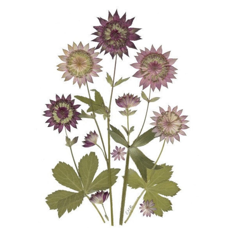 6 Pressed Flower Cards - Set of 6 Printed Notecards - Vermont Pressed ...
