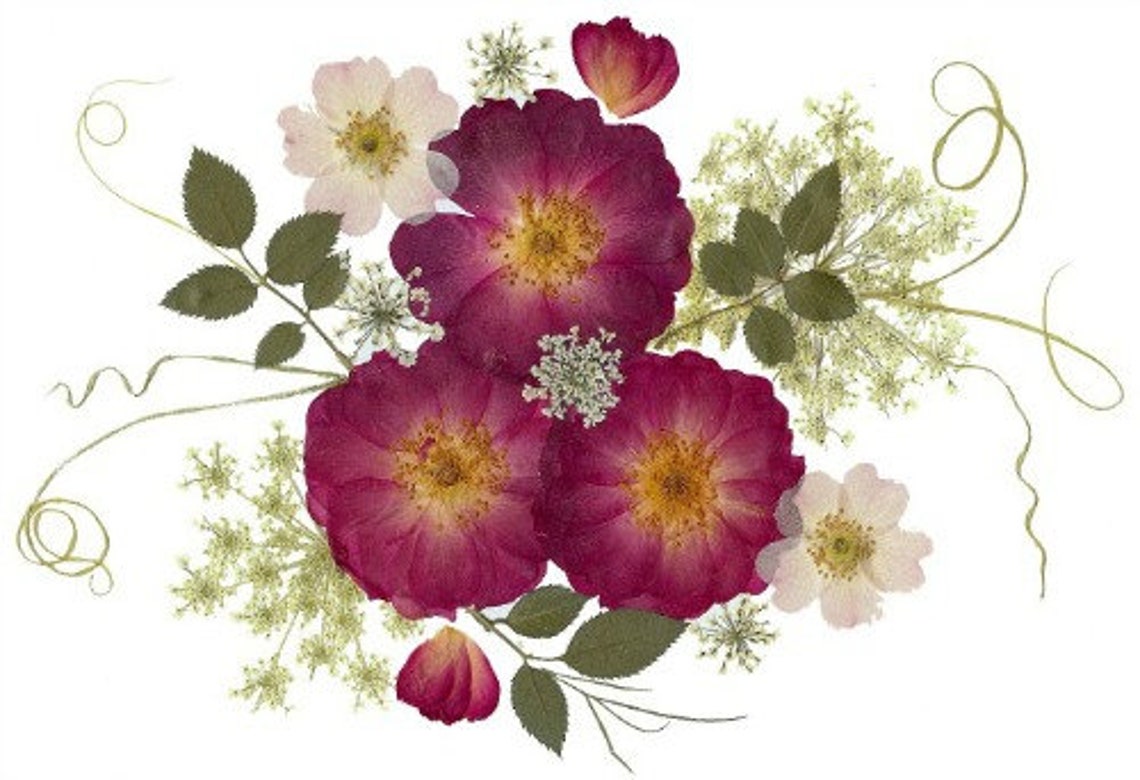Pressed Flower Cards - Set of 6 Printed Notecards - #133 - Etsy
