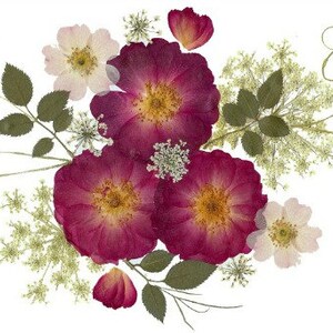 Pressed Flower Cards - Set of 6 Printed Notecards - #133 - Etsy