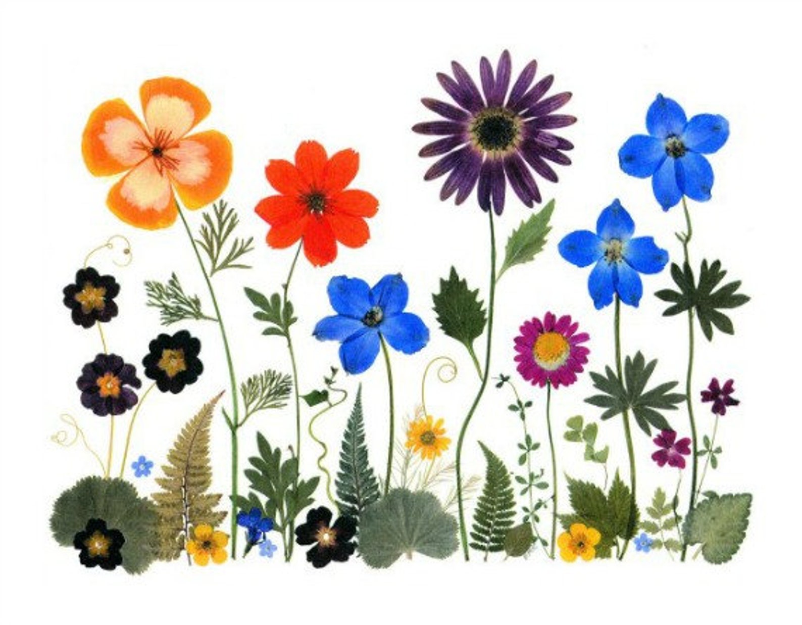 Pressed Flower Cards - Set of 6 Printed Notecards - Pressed Flowers ...