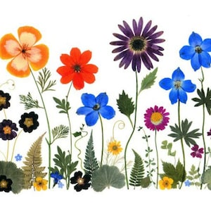 Pressed Flower Cards - Set of 6 Printed Notecards - Pressed Flowers ...