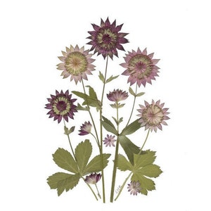 6 Pressed Flower Cards Astrantia Set of 6 printed notecards 068 image 1