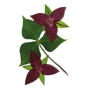 Cartes de fleurs pressées - Trillium - Ensemble de 6 cartes de notes imprimées de fleurs sauvages - #063