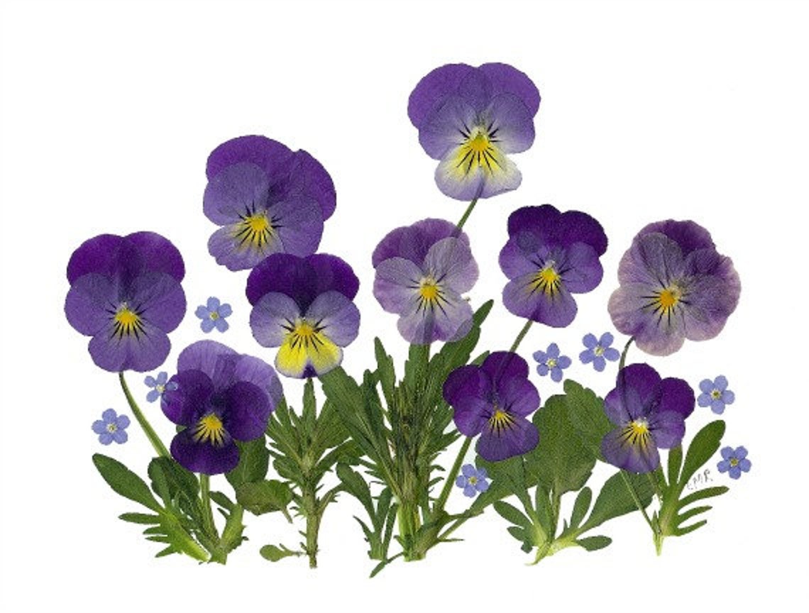 Set of 6 Pressed Flower Cards - Blank Notecards - Printed Cards ...