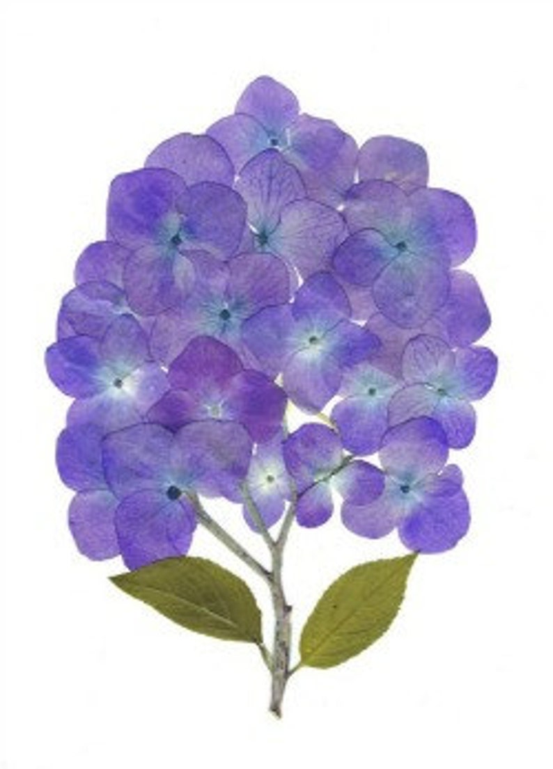 Hydrangea #075 Set of 6 Printed Notecards Pressed Flower Cards