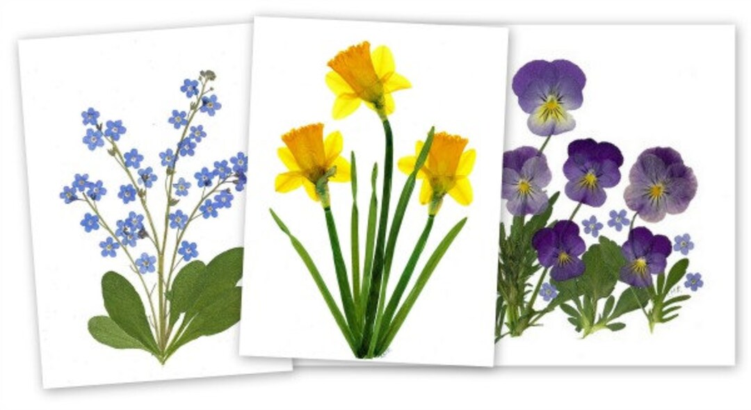 Spring Flowers - 6 Pressed Flower Cards - Printed Notecards Blank ...