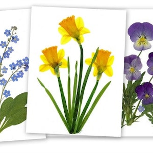 Flores de primavera - 6 tarjetas de flores prensadas - Tarjetas de notas impresas Tarjetas de notas en blanco #029
