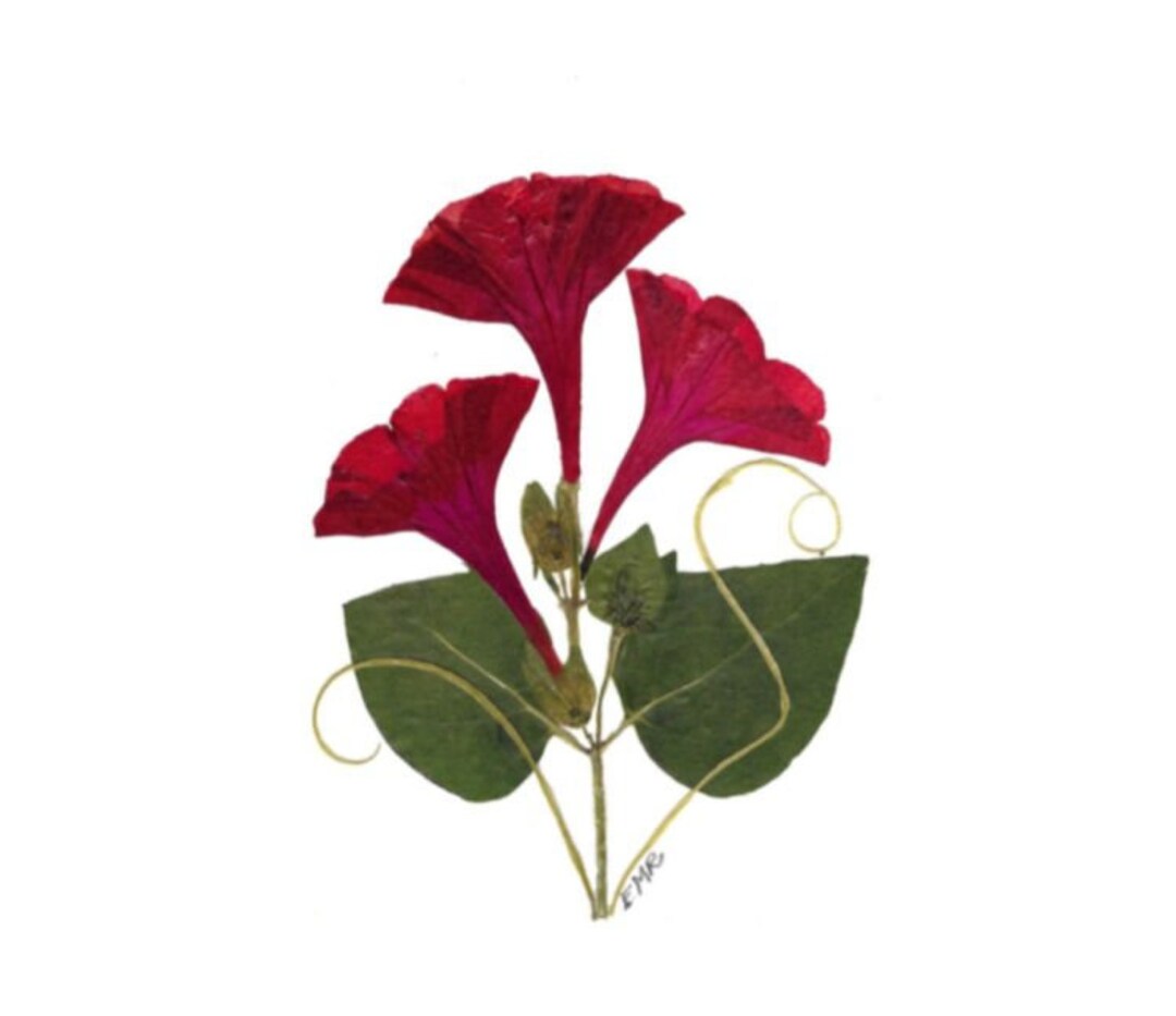 Pressed Flower Cards Set of 6 Printed Cards Pressed - Etsy