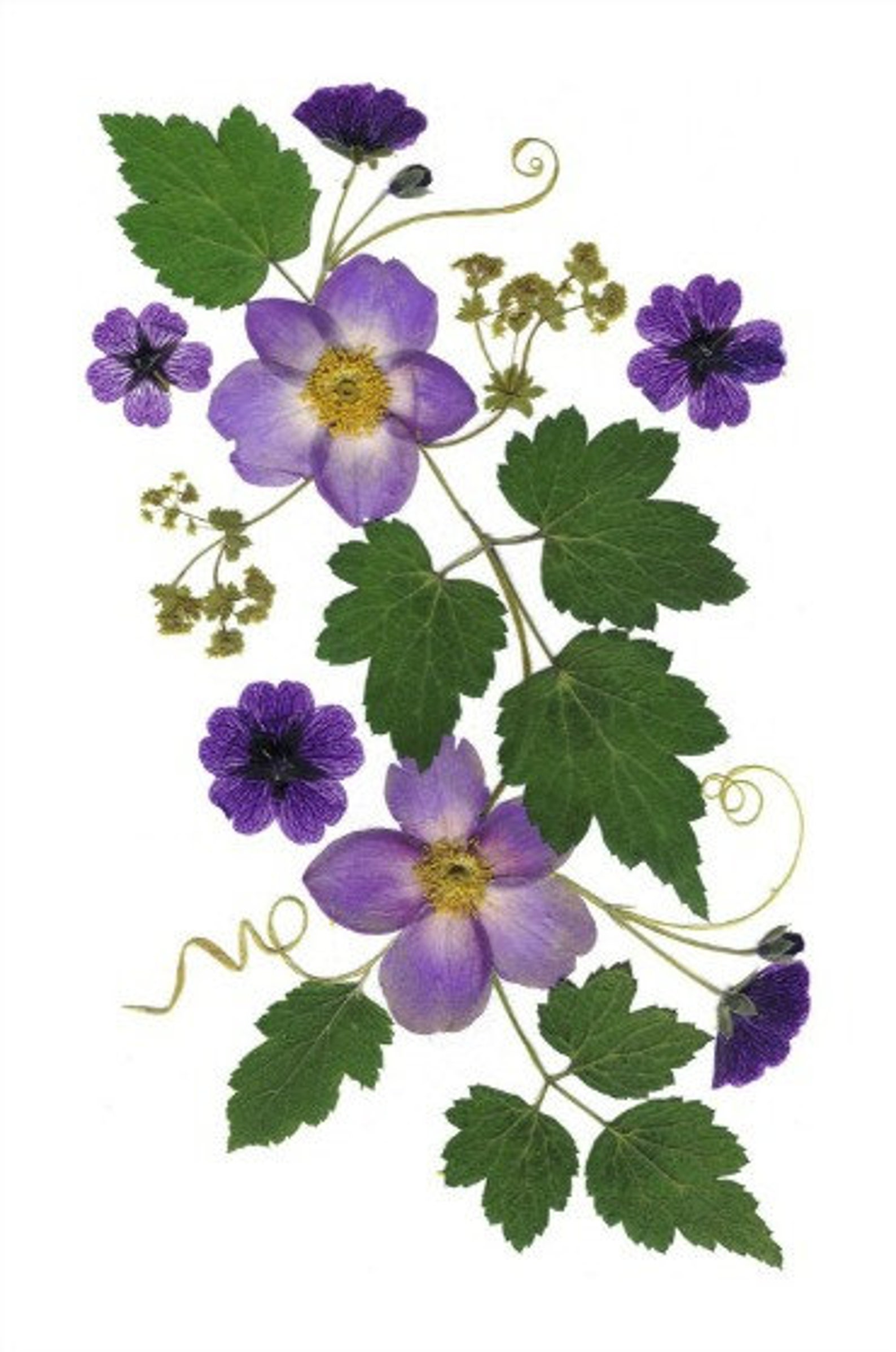 Pressed Flower Cards - Set of 6 Printed Notecards - #133 - Etsy