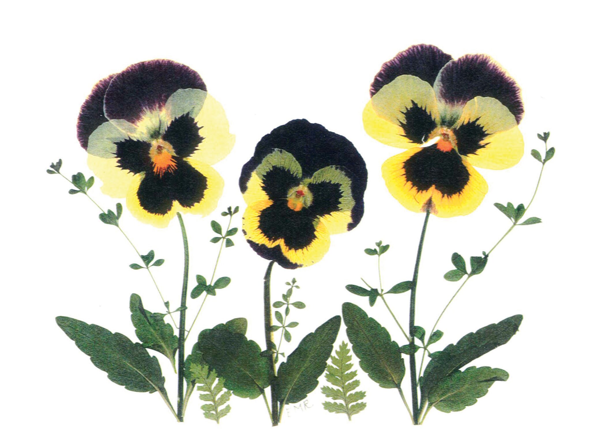 Pressed Flower Cards - Set of 6 Printed Notecards - #133 - Etsy