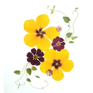 6er Set gepresste Blumenkarten - Gedruckte Notizkarten - Hibiskus - Made in Vermont - #051