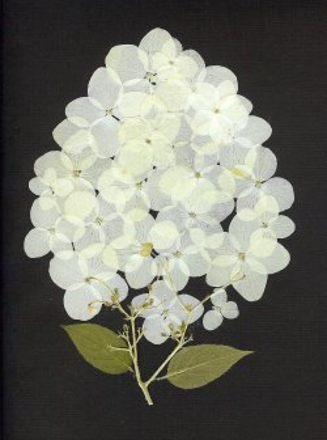 Pressed Flower Cards - Set of 6 Printed Notecards - Blank Stationery ...