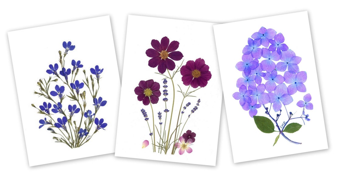 Set of 6 Pressed Flower Cards - - Printed Cards-lobelia, Cosmos ...