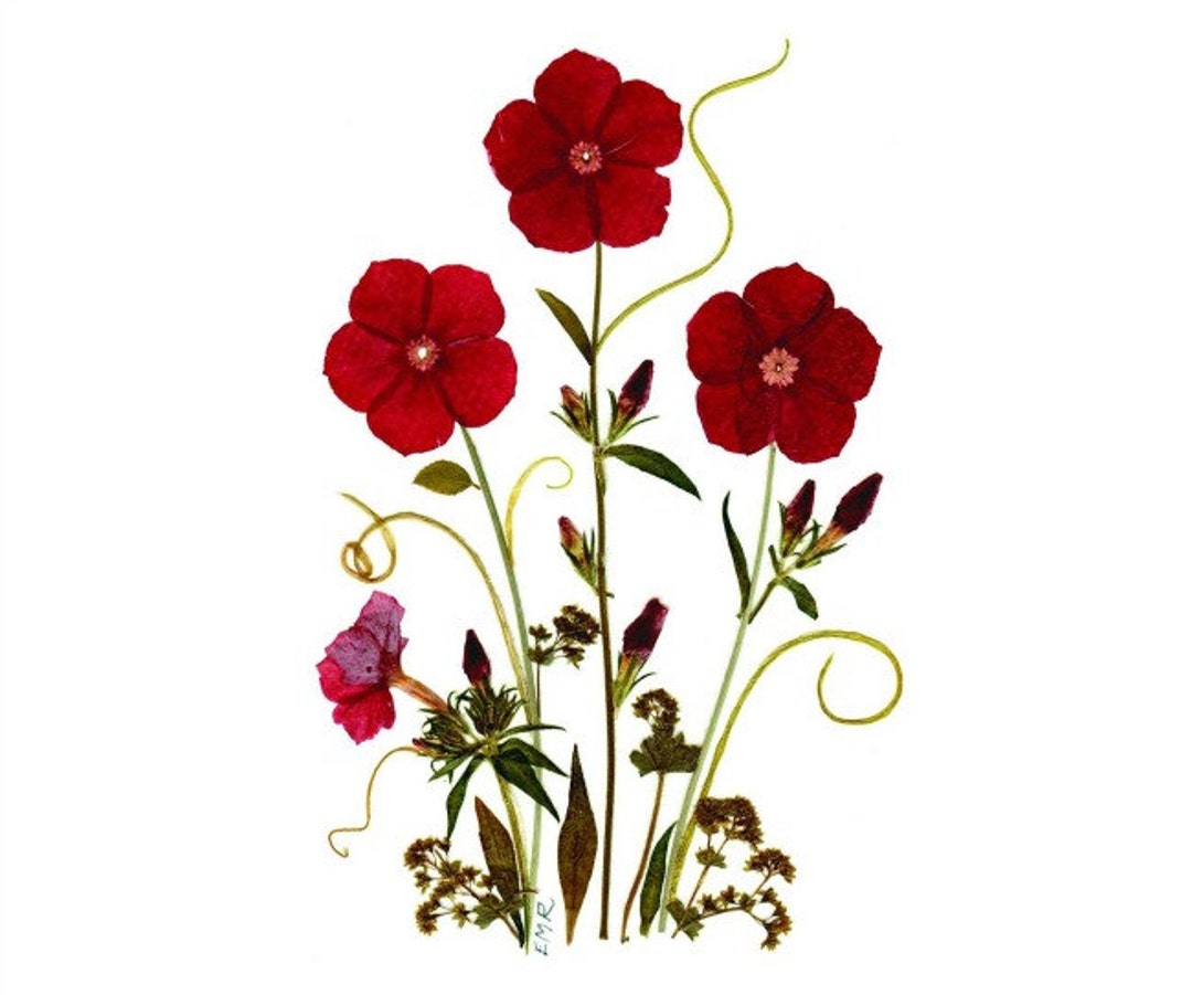 6 Pressed Flower Cards - Set of 6 Printed Notecards - Phlox - #074 - Etsy