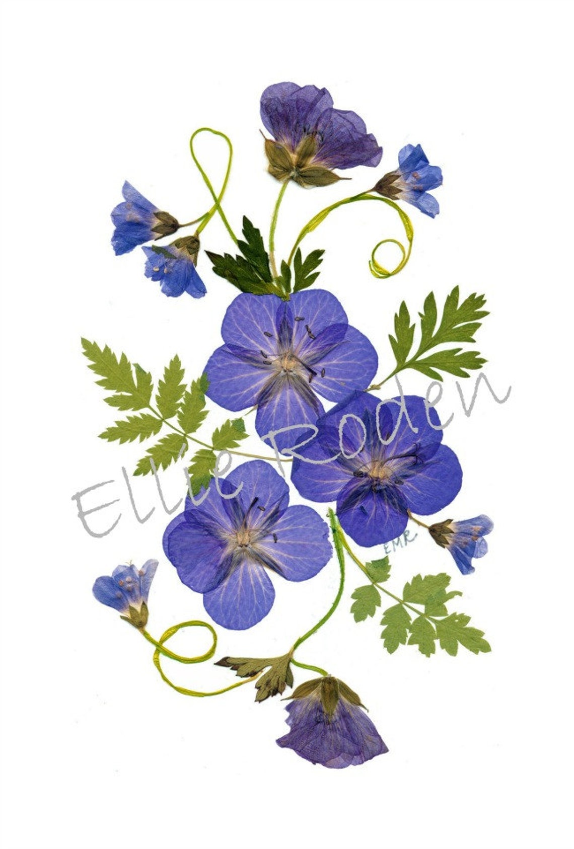 Pressed Flower Cards - Set of 6 Printed Notecards - Blank Stationery ...