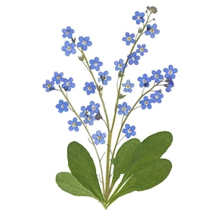Jeu de 6 cartes imprimées pour les myosotis, fleurs pressées, lot de 6 - #065