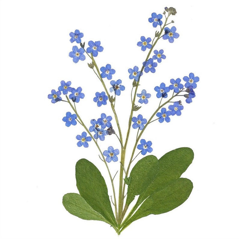 Cards Pressed Flower Cards Set of 6 Printed Etsy