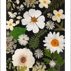 6 cartes de vœux imprimées fleurs pressées - intérieur vierge - parfait pour toutes les occasions - #139
