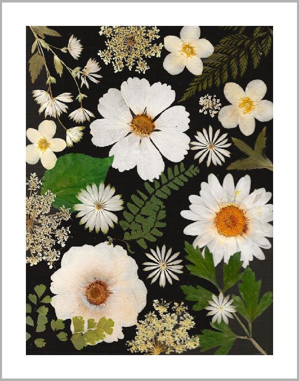 Pressed Flower Notecards: Set of 6 Printed Cards. for All Occasions - Etsy
