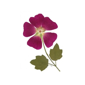 Hollyhock - ensemble de 6 cartes de fleurs pressées #010