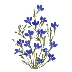 Cartes de fleurs pressées - Blue Lobelia - 6 cartes à noter imprimées - #037