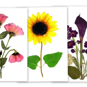 6 cartes pour lettres fleurs pressées, lot de 6 cartes imprimées, 2 de chaque motif - n°126