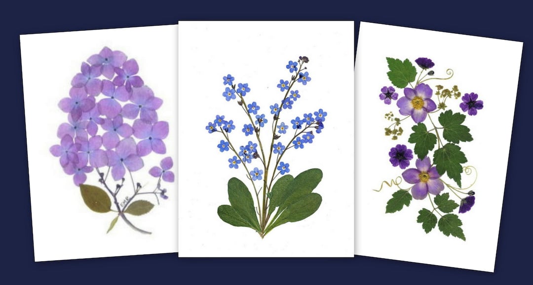 Pressed Flower Notecards - Set of 6 Printed Cards - Hydrangea, Forget ...