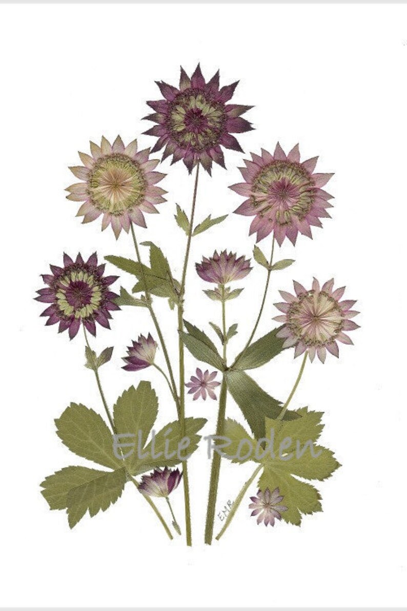 6 Pressed Flower Cards Astrantia Set of 6 printed notecards 068 image 2