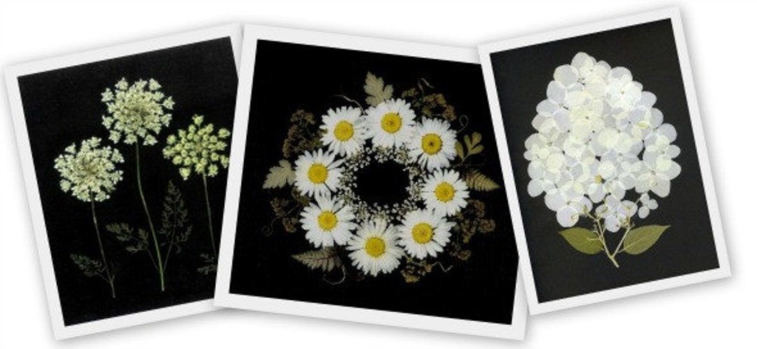 Pressed Flower Cards - Set of 6 Printed Notecards - Blank Stationery ...