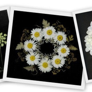 Cartes de fleurs pressées - Ensemble de 6 cartes imprimées - Papeterie vierge - #066