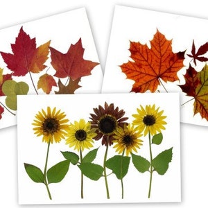 juego de 6 tarjetas de flores prensadas - Hojas de otoño y girasoles - Tarjetas impresas #076