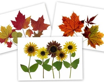 set of 6 pressed flower cards - Autumn Leaves and Sunflowers - Printed cards #076