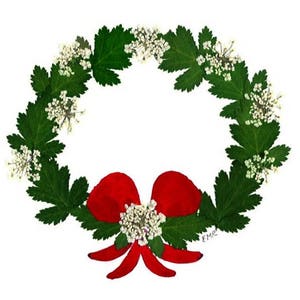 Corona de Navidad - Tarjetas de flores prensadas - Juego de 6 tarjetas de notas impresas - #97