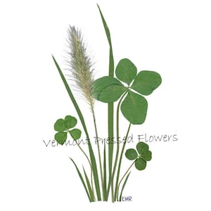 Trèfles à quatre feuilles - Carte bonne chance - Ensemble de 6 cartes de notes imprimées - Cartes de fleurs pressées - #087