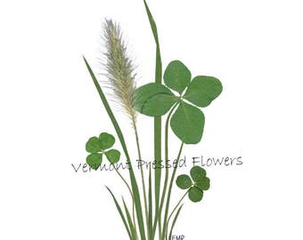 Four Leaf Clovers - Good Luck Card - Set of 6 Printed Notecards- Pressed Flower Cards - #087