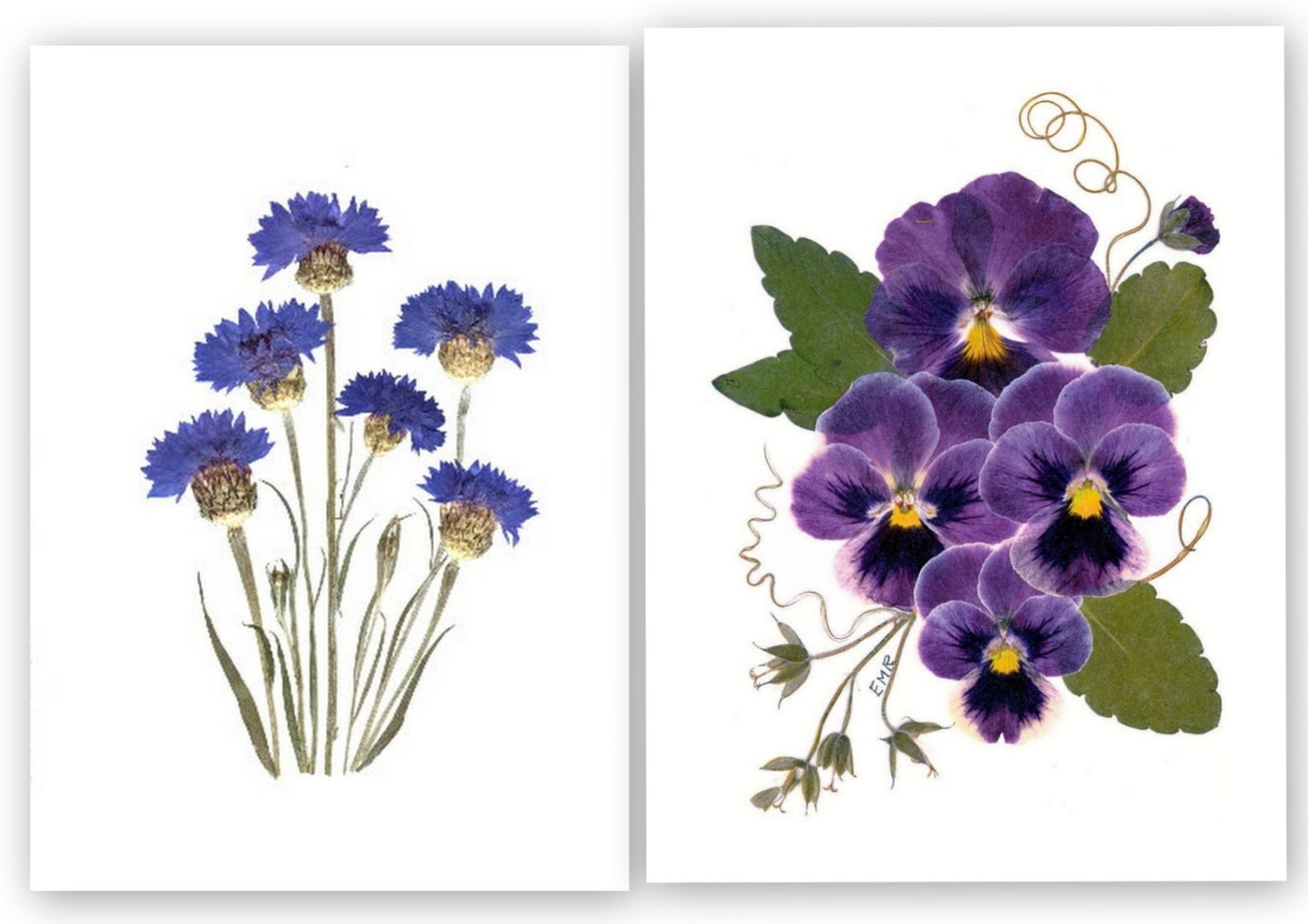 Pressed Flower Cards - 6 Assorted, Printed Notecards - Gift for Her ...