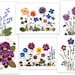 see more listings in the Pressed Flower Cards section