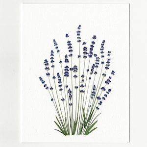 Lot de 6 cartes lavande - fleurs pressées - lot de 6 cartes imprimées - papeterie vierge - #119