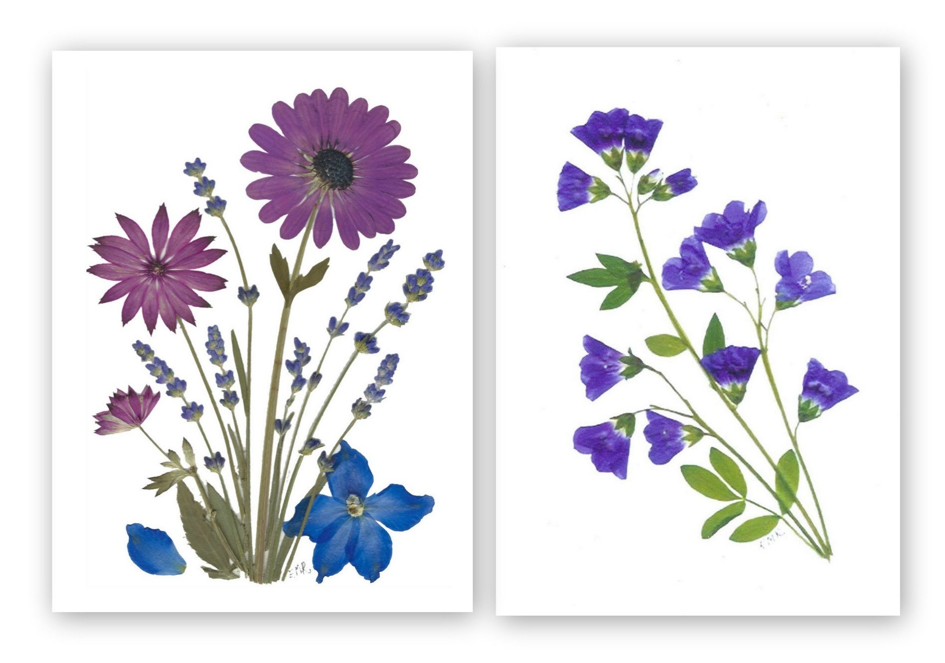Set of 6 Pressed Flower Cards - Printed Notecards - Best Seller #114 - Etsy