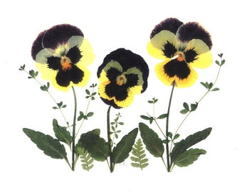 Printed Note Cards - Pansies - Set of 6 Pressed Flower Cards #014